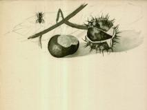 aesculusweb